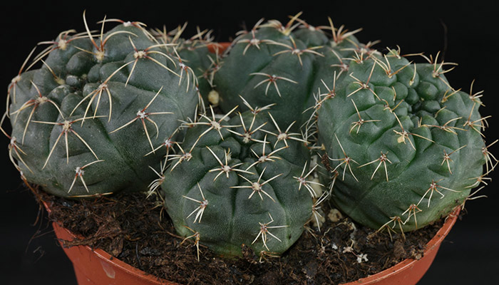 Grupo de Gymnocalycium verdes en maceta, con cuerpo globoso achatado y espinas radiales