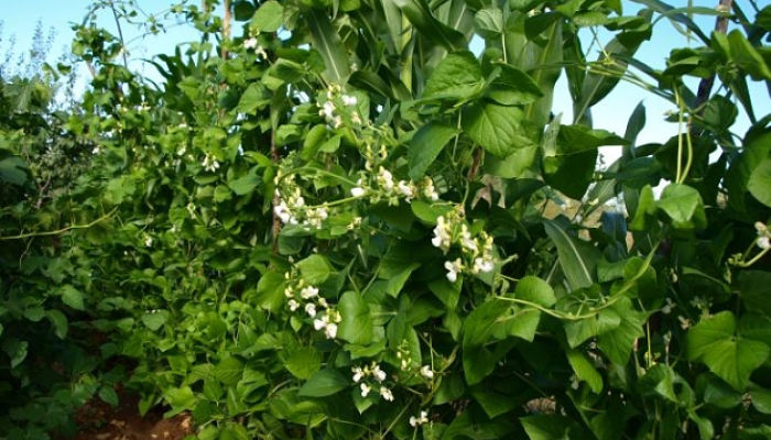 Planta de judía de enrame trepando con flores blancas en racimo