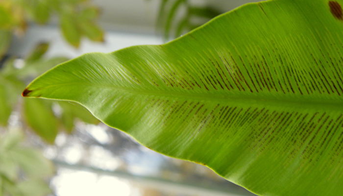 Envés de una fronde de Asplenium nidus con los soros alineados a lo largo de los nervios