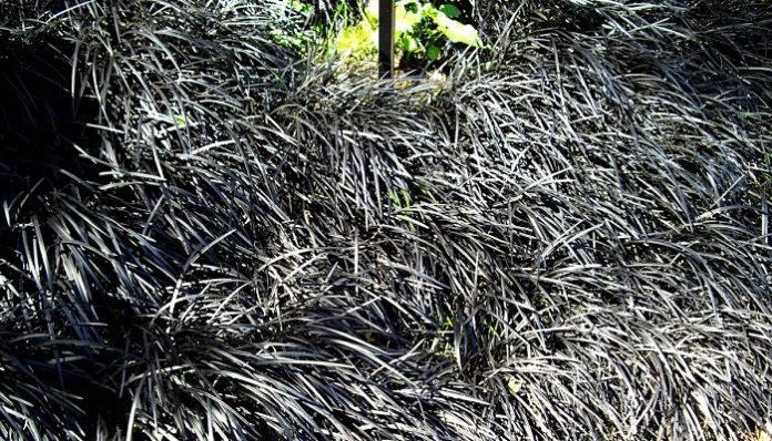 Amplia plantación de hierba mondo negra formando un tapiz oscuro