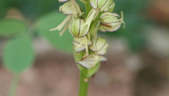 Hombre Ahorcado. Origen, Descripción, Cultivo, Cuidados, Propiedades.