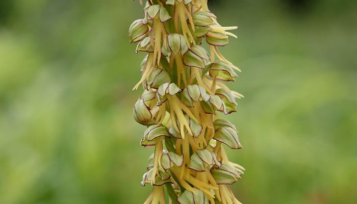 Espiga floral de Orchis anthropophora con numerosas flores amarillo verdosas