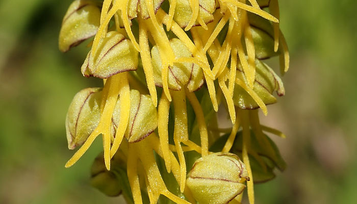 Detalle de las flores de Orchis anthropophora con el labelo en forma de figura humana
