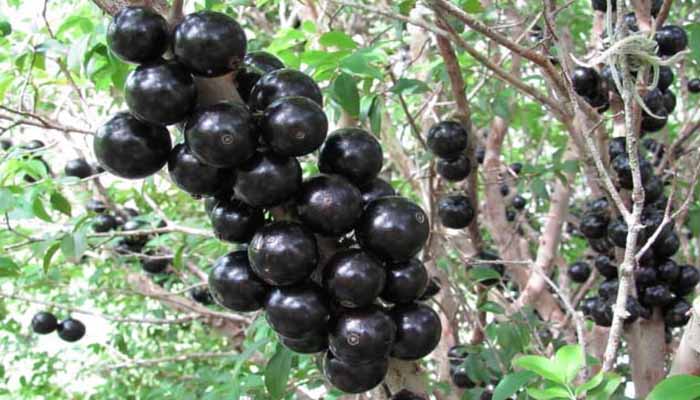 Frutos maduros de jaboticaba agrupados sobre una rama