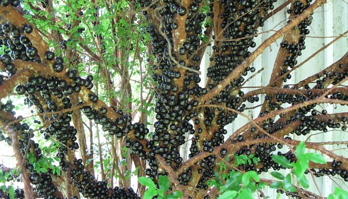 Árbol de jaboticaba cubierto de frutos negros sobre el tronco y las ramas