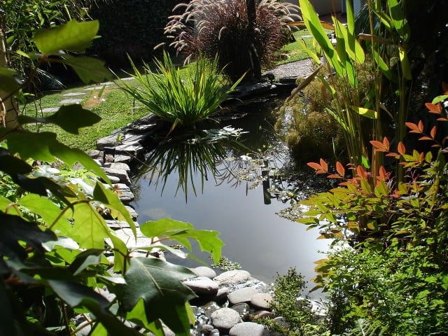 Estanque de jardín con vegetación de ribera y orilla tendida