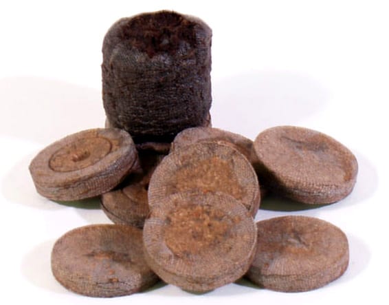 Jiffys: mosca del sustrato, algas y musgo en el pellet