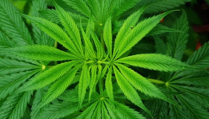 Roseta de hojas palmeadas de cannabis vista desde arriba