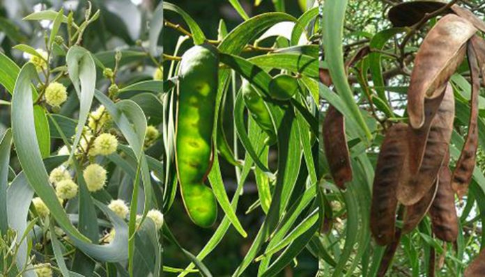 Filodios curvados, flores en bola amarillentas y legumbres de Acacia koa