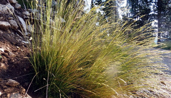 Mata de lastón con espigas altas y arqueadas junto a un muro de piedra