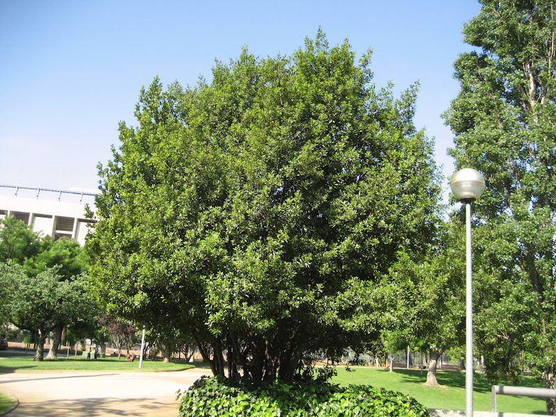 Laurel: tipos, características, tamaños, variedad y colores…