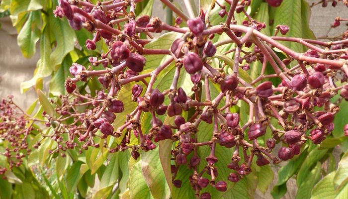 Umbelas de flores rojizas del lechero africano