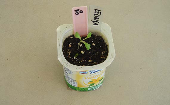 Lechuga en maceta: siembra, riego y cosecha escalonada
