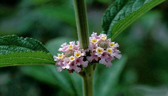 Inflorescencias en cabezuela de Lippia alba, con flores rosadas de garganta amarilla