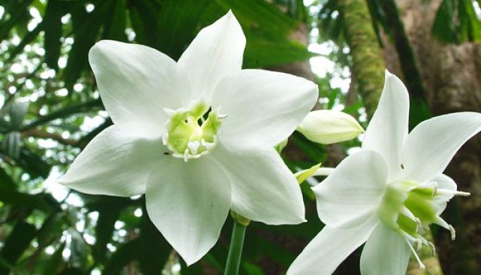 Flor blanca de Eucharis con la corona verdosa en el centro