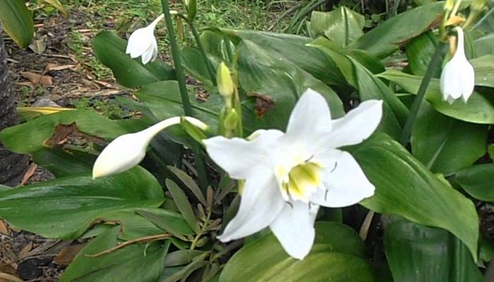 Mata de Eucharis con hojas anchas y varias flores blancas