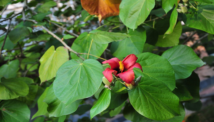 Flor roja de Talipariti elatum entre hojas acorazonadas