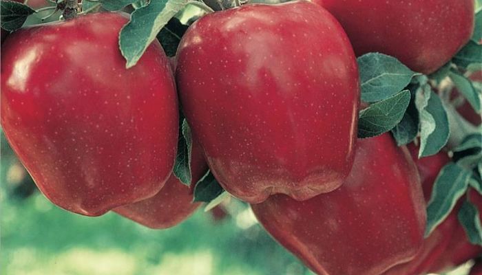 Manzanas Red Delicious en el árbol, colgando entre las hojas