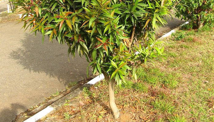 Árbol joven de pomarrosa con hojas lanceoladas y brotes nuevos rojizos