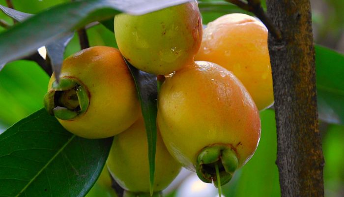 Frutos de pomarrosa en la rama, amarillos con rubor rosado y cáliz persistente