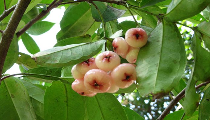 Frutos de Syzygium colgando en racimo, con el cáliz persistente en el ápice