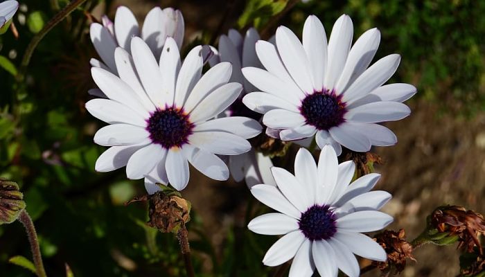 Margaritas blancas de centro azul y hoja verde en un jardín