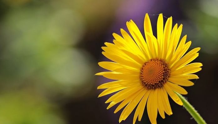 Capítulo de una compuesta de flores amarillas