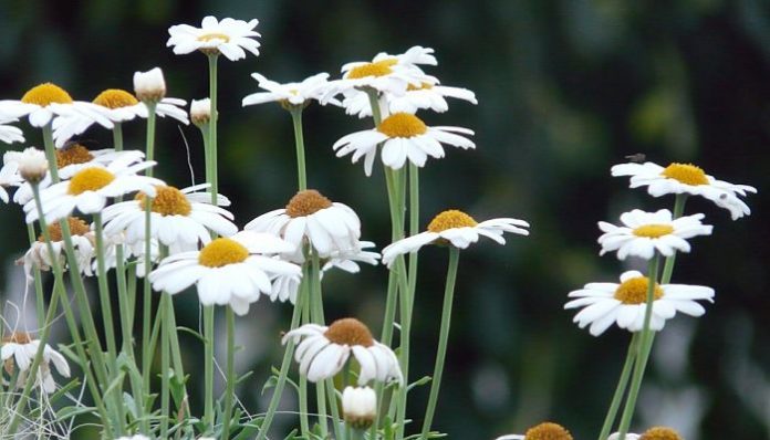 Grupo de margaritones blancos en flor sobre tallos largos