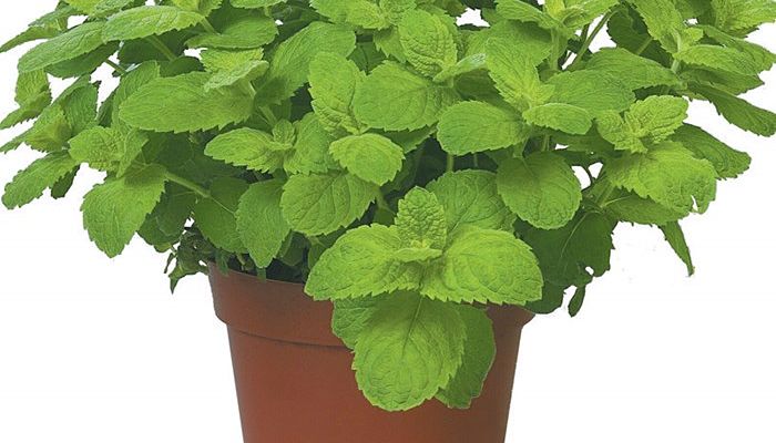 Mata de Mentha suaveolens con hojas redondeadas, rugosas y afelpadas