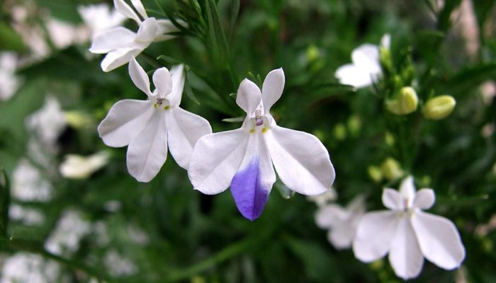Lobelia de jardinería en flor, con pétalos blancos y el labio inferior azul