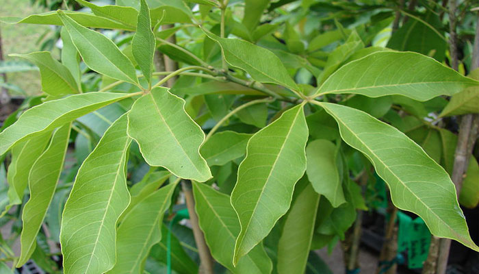 Hoja palmeada compuesta del matasano