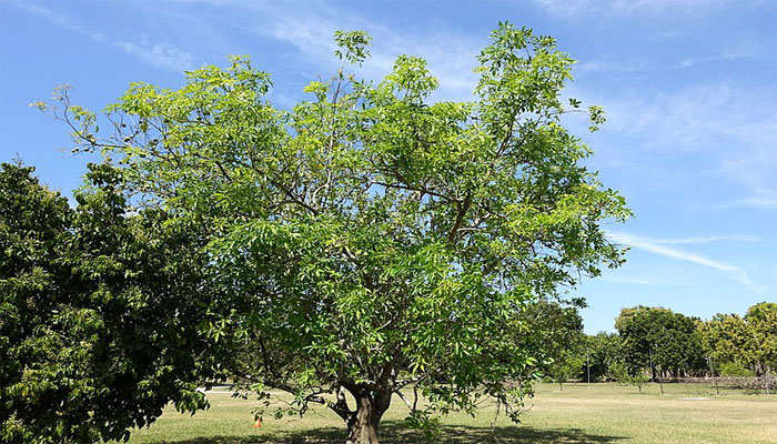 Árbol de matasano, Casimiroa edulis, adulto