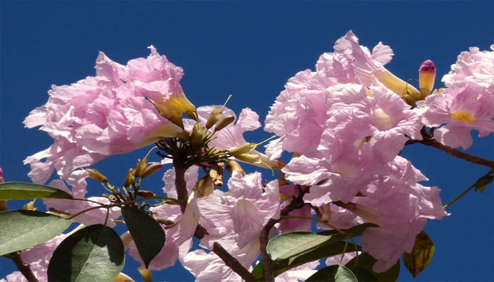 Flores rosas de trompeta del matilisguate