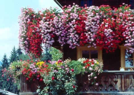 Plantas para balcón que aguantan el verano sin riego