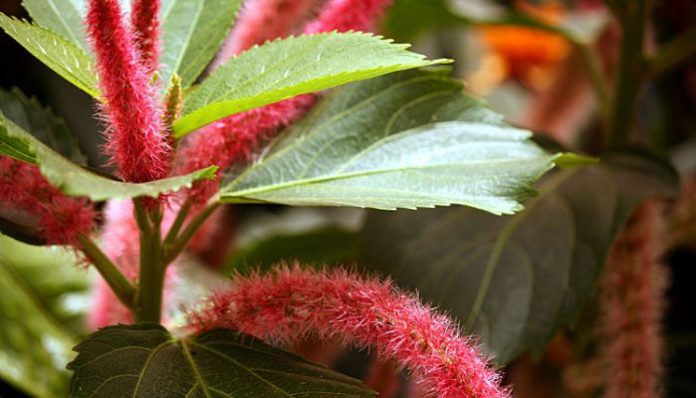 Detalle de las inflorescencias rojas y las hojas de Acalypha hispida