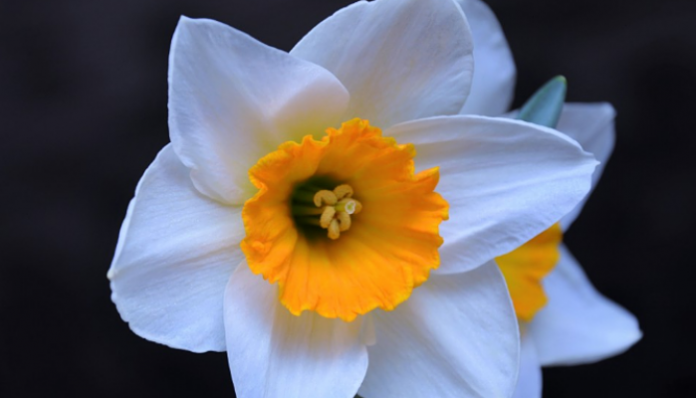 Flor de narciso blanca con corona amarilla y naranja grande y ondulada