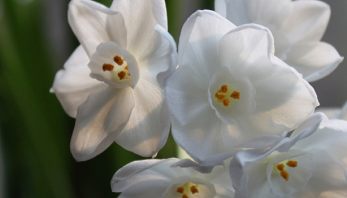 Ramillete de flores blancas pequeñas de narciso de papel con corona corta y plana