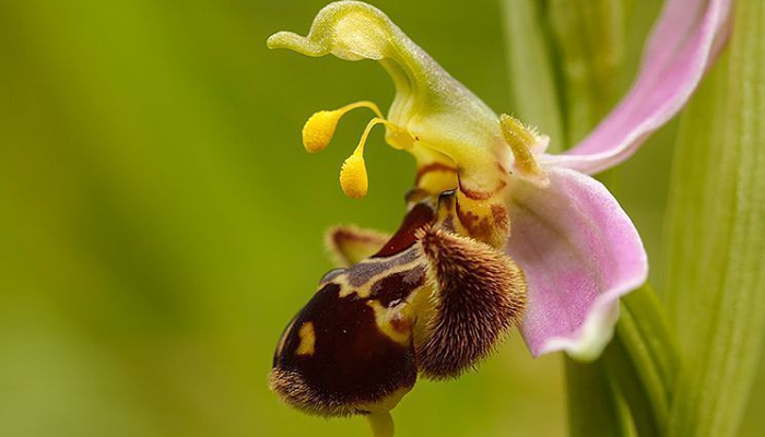 Detalle de una flor de Ophrys apifera con los polinios colgando de sus pies flexibles