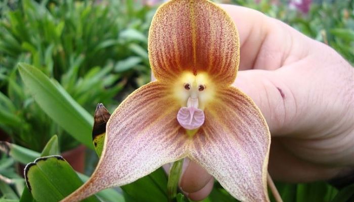 Flor de orquídea del género Dracula sostenida en la mano, con el dibujo de una cara en el centro