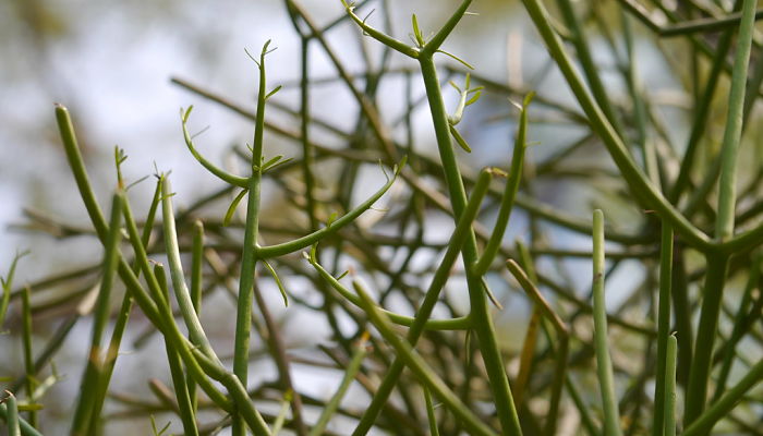 Puntas de Euphorbia tirucalli con las hojitas diminutas y fugaces