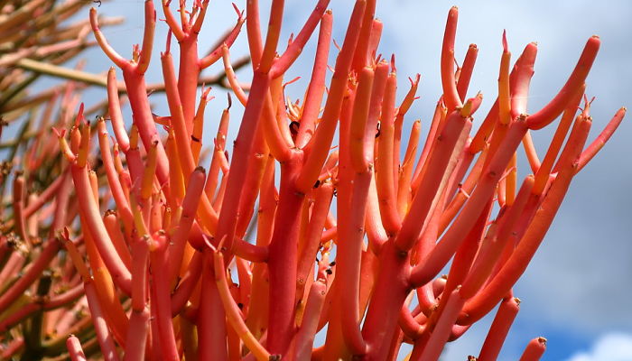 Variedad de brotación coral de Euphorbia tirucalli