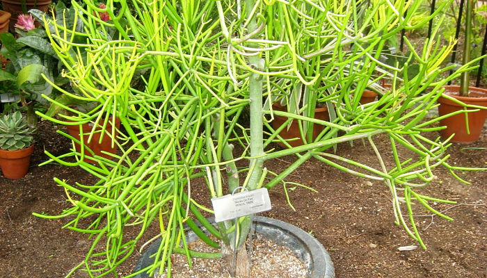 Euphorbia tirucalli en maceta, con sus ramillos verdes del grosor de un lápiz