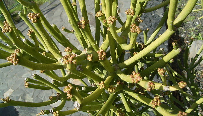 Euphorbia tirucalli en flor, con ciatios amarillentos en las bifurcaciones