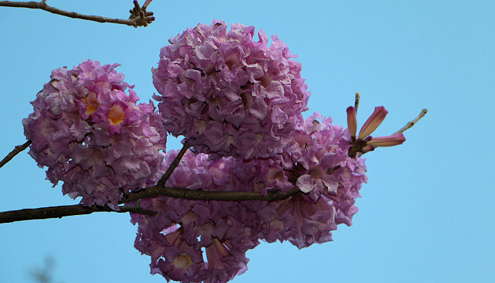 Copa de un roble rosado en flor, con racimos densos de flores rosas tubulares