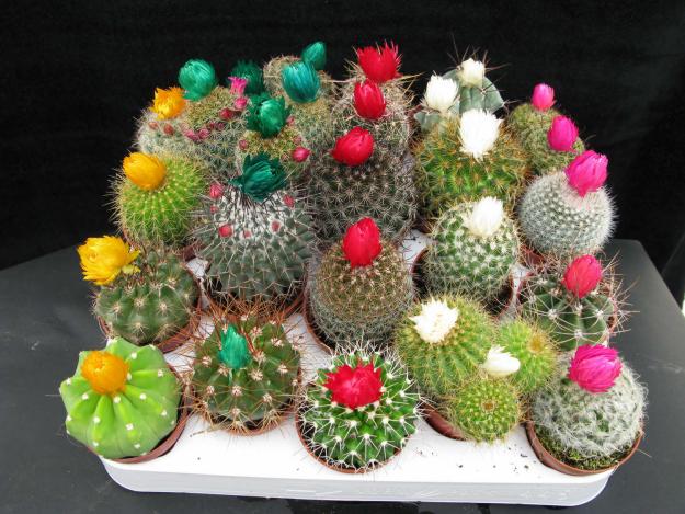 Injerto de cactus: qué pasa día a día tras unir las piezas
