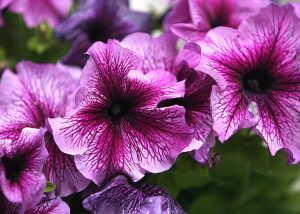 Petunias en flor