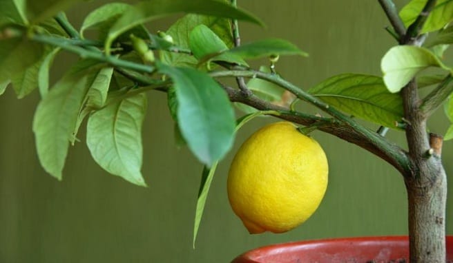 Limonero en maceta: sustrato, riego, abono y frío