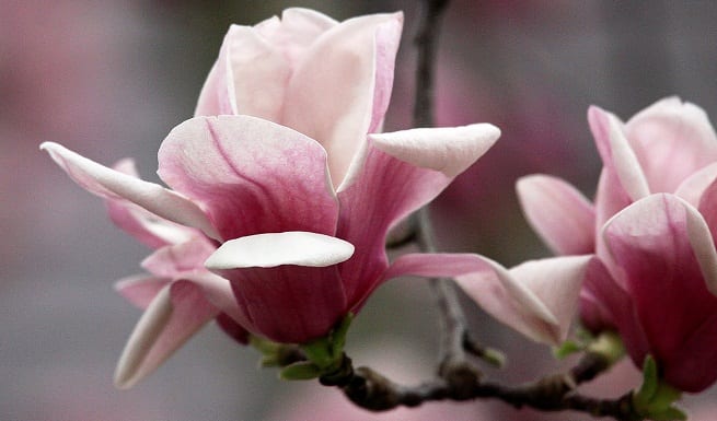 Magnolia en flor en un jardín