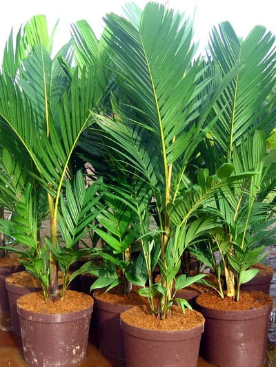 Ejemplar de palmera establecido en un jardín mediterráneo