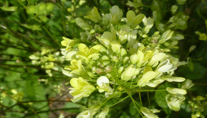 Flores blancas de cuatro petalos en cruz de una crucifera